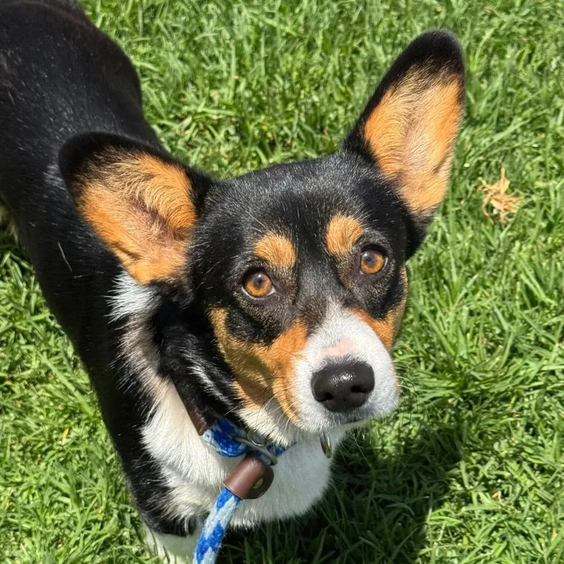 A young small-sized female Black Cardigan Welsh Corgi dog named Luna for adoption in Santa Barbara, CA