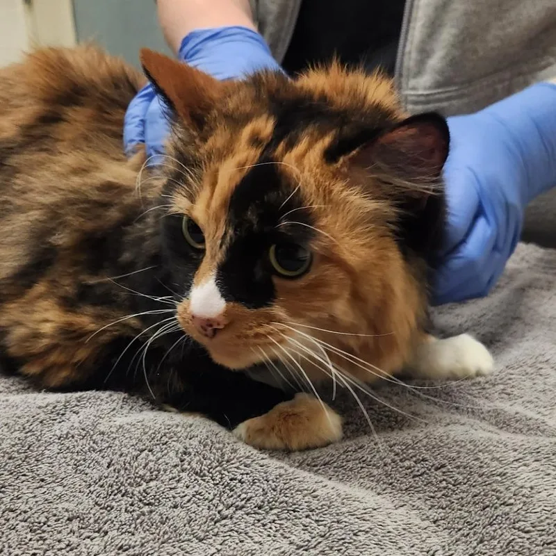 A senior large-sized female Domestic Short Hair cat named Cali for adoption in Murray, UT