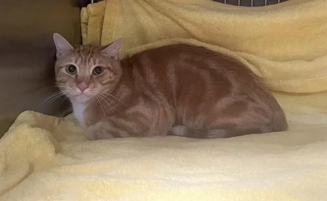 A young medium-sized male Domestic Short Hair cat named Sticth for adoption in Gardena, CA