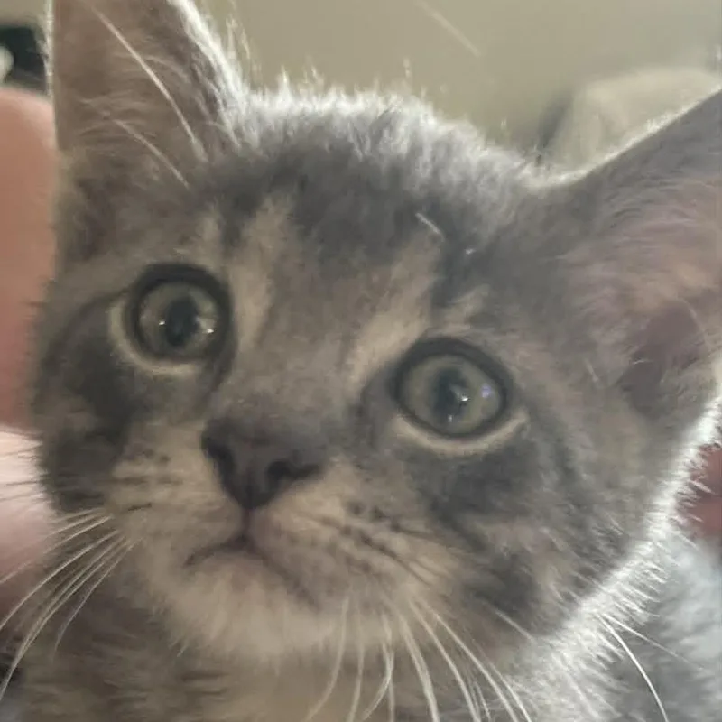 A baby small-sized male Gray / Blue / Silver Domestic Short Hair cat named Stinker for adoption in West Olive, MI