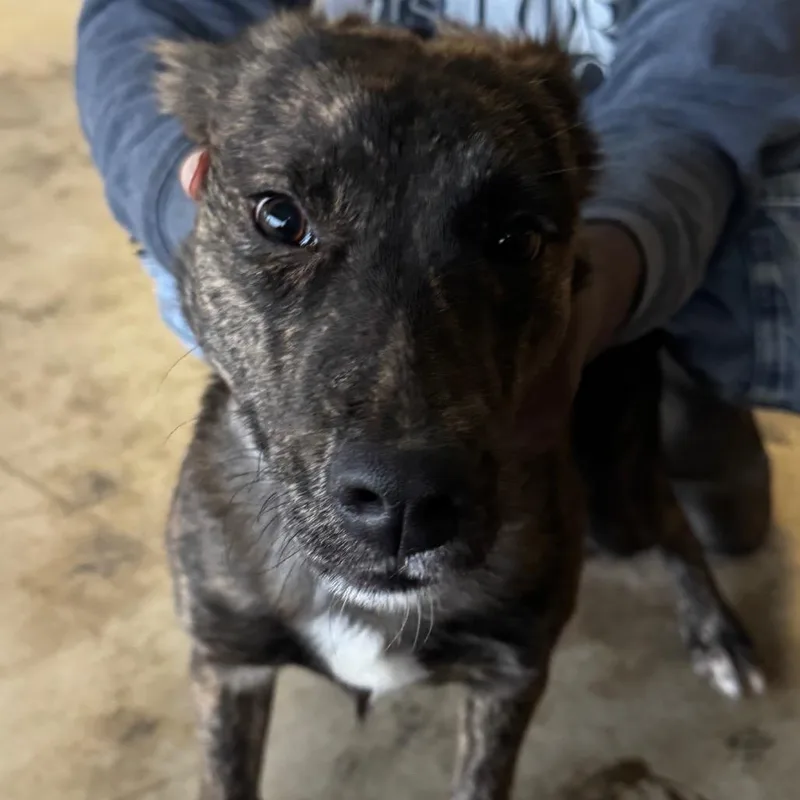A young medium-sized female Brindle Terrier dog named Amelia Bedelia for adoption in Clarksdale, MS