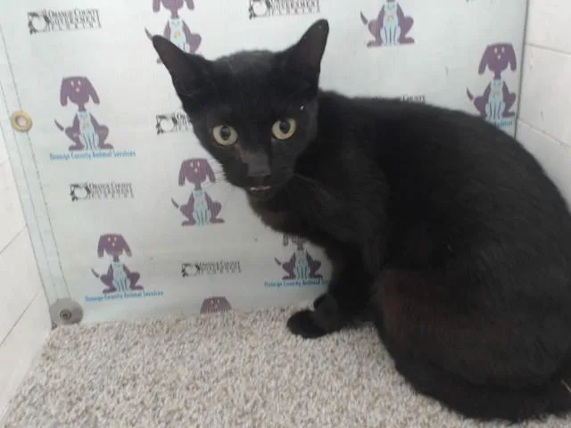 A young small-sized female Domestic Short Hair cat named Ink for adoption in Orlando, FL