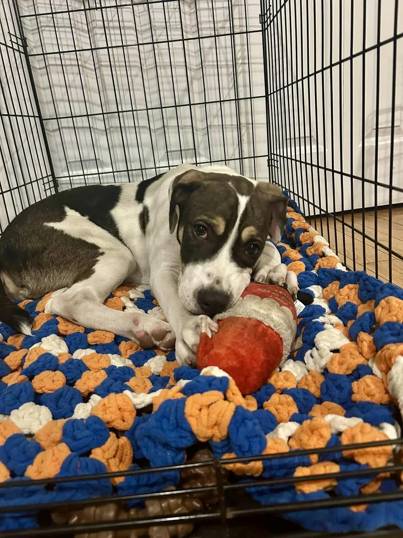 A baby medium-sized male Pit Bull Terrier dog named Ray for adoption in Pembroke, MA