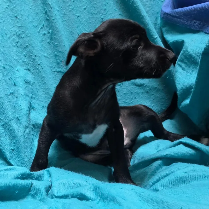 A baby small-sized male Black Jack Russell Terrier dog named Cypress for adoption in Lima, OH