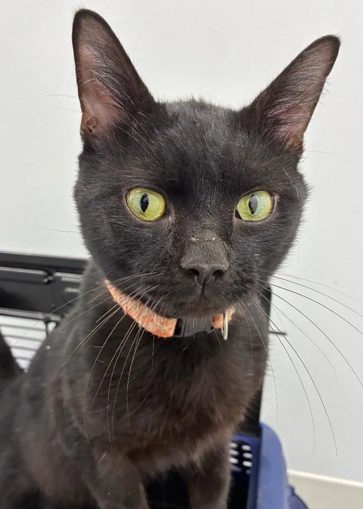 An adult small-sized male Domestic Short Hair cat named Mr. SparkySparky Boom Man for adoption in Hartsville, SC