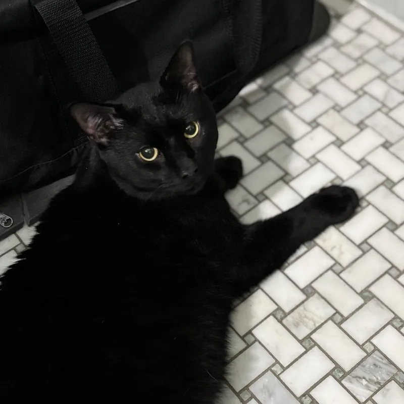 An adult small-sized male Black American Shorthair cat named Poppas for adoption in Oceanside, NY