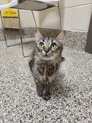An adult medium-sized female Domestic Medium Hair cat named Dahlia for adoption in Westland, MI