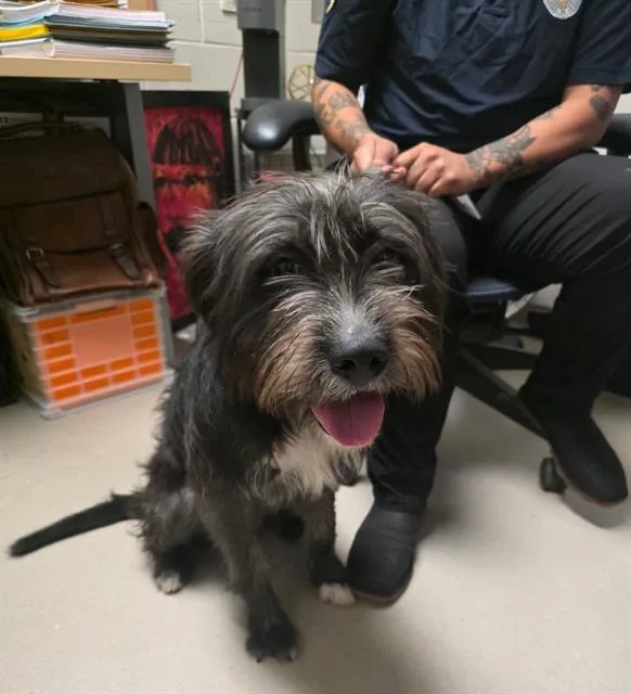 A young medium-sized female Mixed Breed dog named Quila for adoption in Dallas, TX