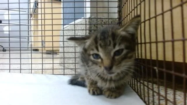 A baby small-sized female Domestic Short Hair cat named Tedi for adoption in Miami, FL