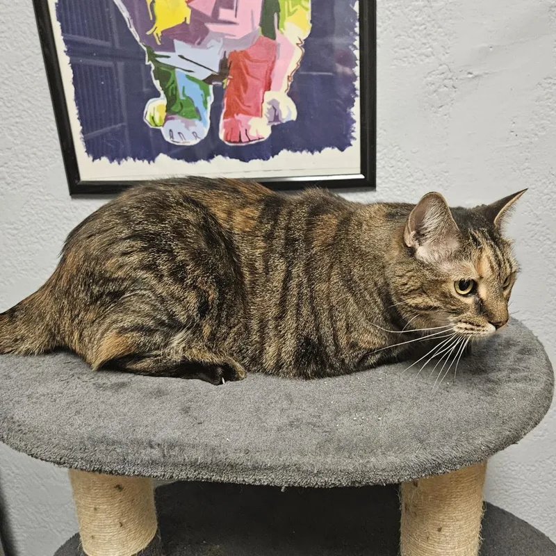 A senior large-sized female Brown / Chocolate Domestic Short Hair cat named Papaya for adoption in Port Charlotte, FL