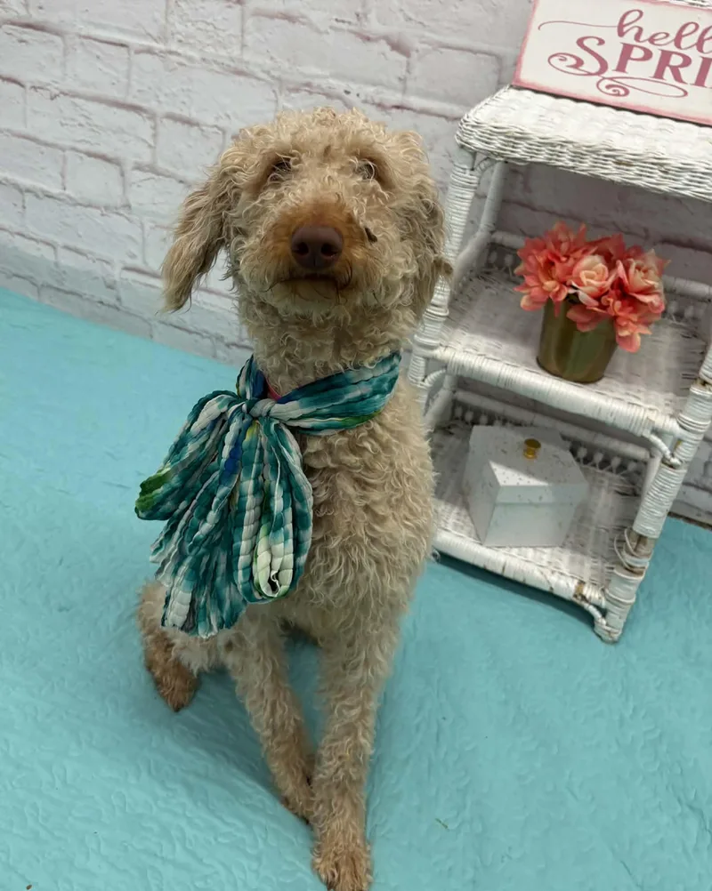 Primrose thumbnail 2