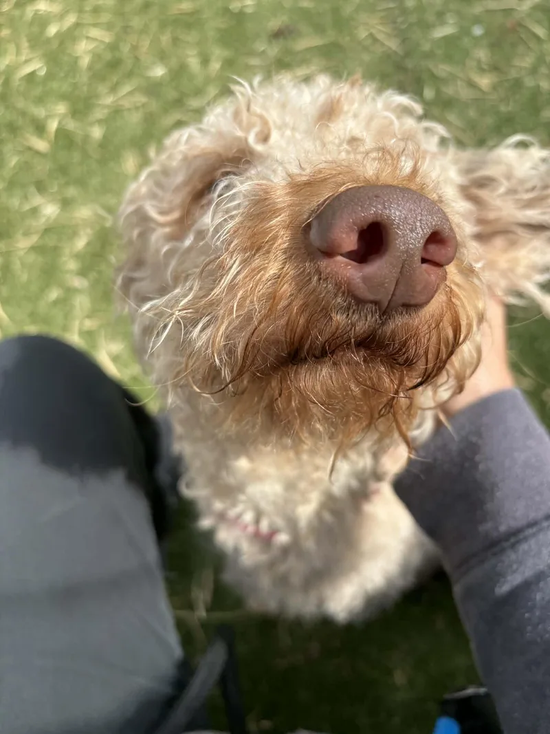 Primrose thumbnail 3