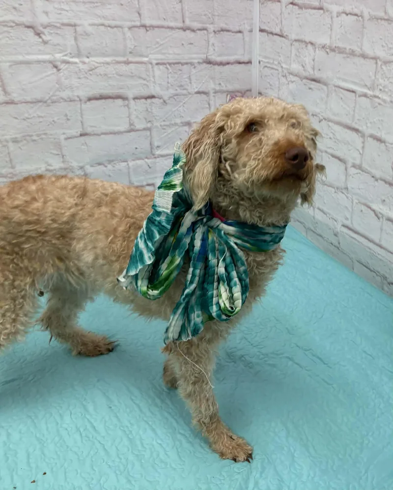 Primrose thumbnail 4