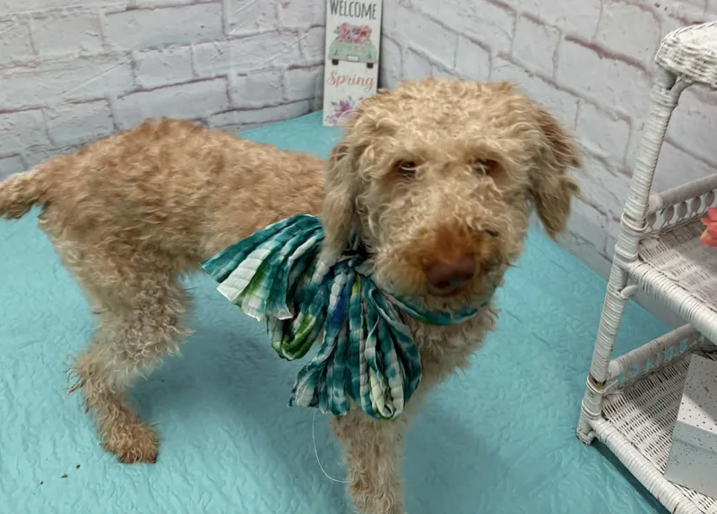 Primrose thumbnail 5