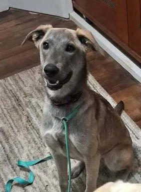 A young medium-sized female Gray / Blue / Silver Mixed Breed dog named Satina for adoption in Mauston, WI