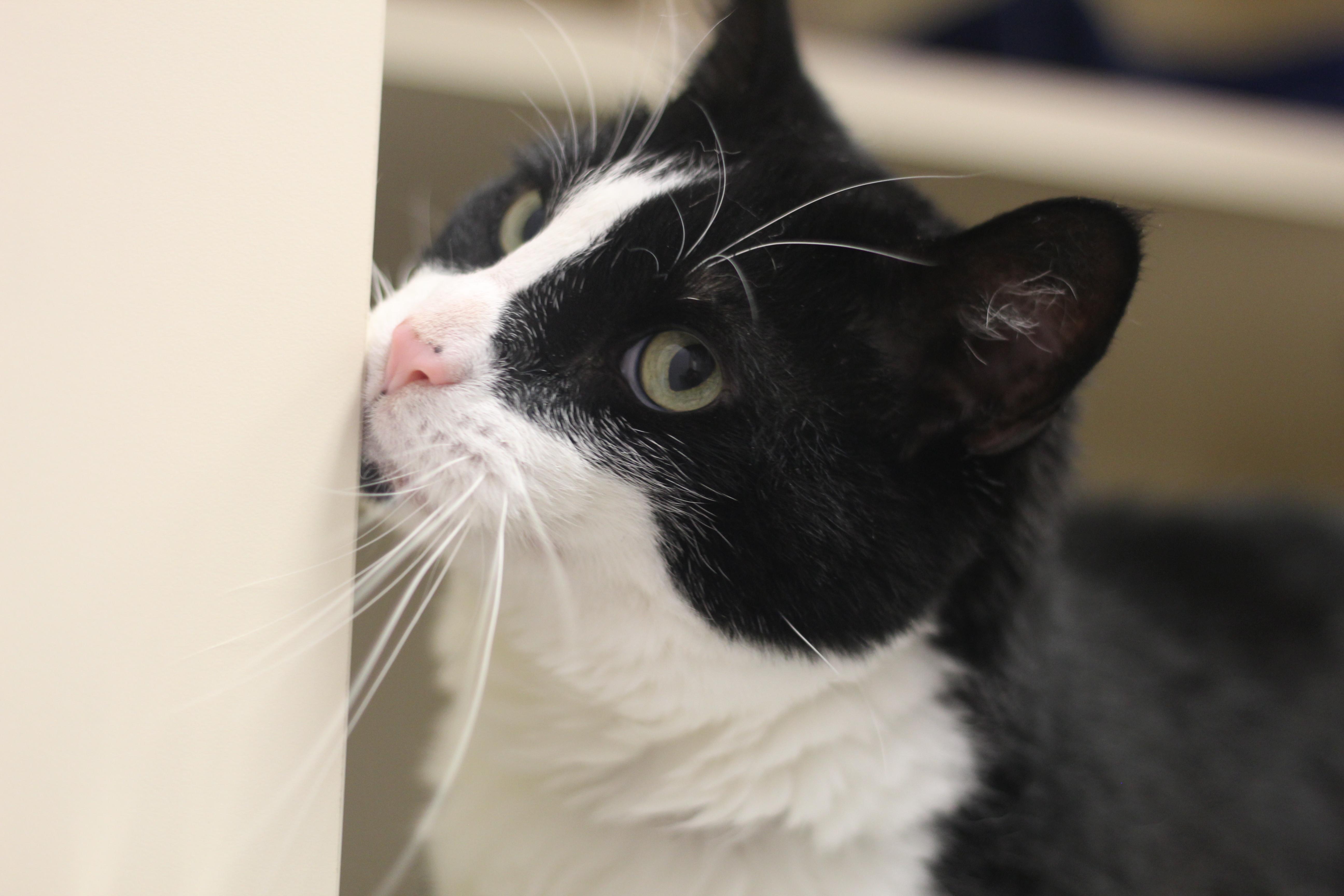 A senior medium-sized male White Domestic Short Hair cat named Trouble for adoption in Cooperstown, NY