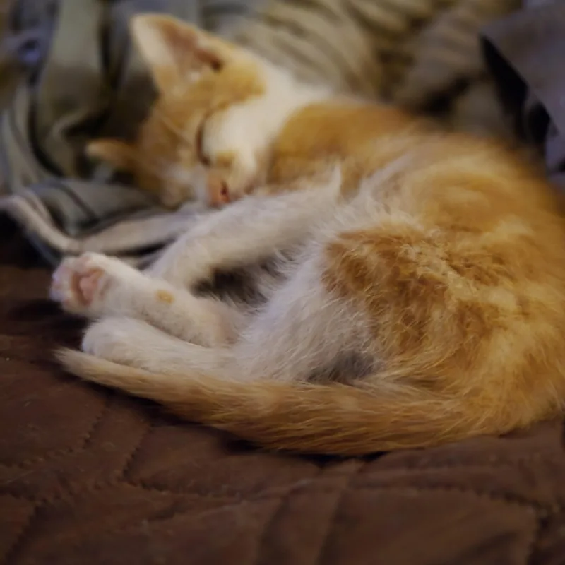 A baby small-sized male Tabby (Orange / Red) Domestic Short Hair cat named Jager for adoption in Richmond, VA