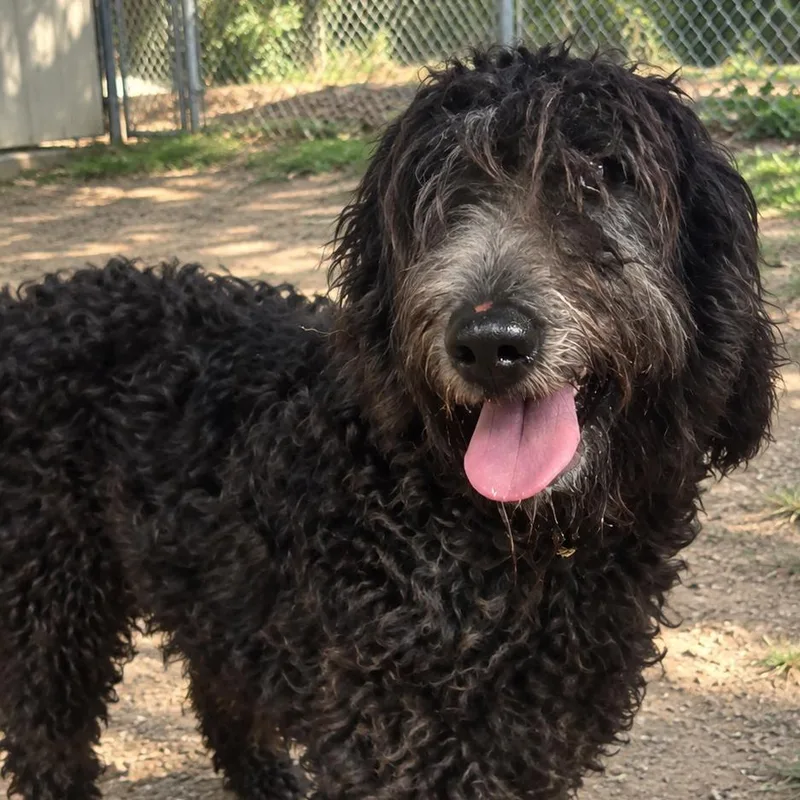 An adult medium-sized male Poodle dog named Charles BarkLee for adoption in Sonoma, CA