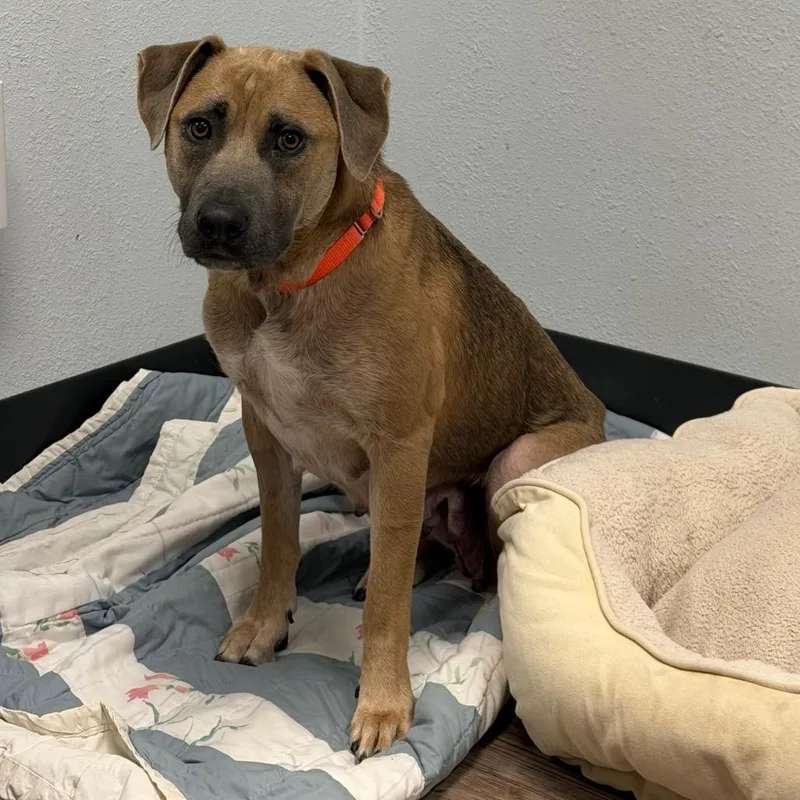 A young medium-sized female Brown / Chocolate Mixed Breed dog named Marilynn for adoption in Durango, CO