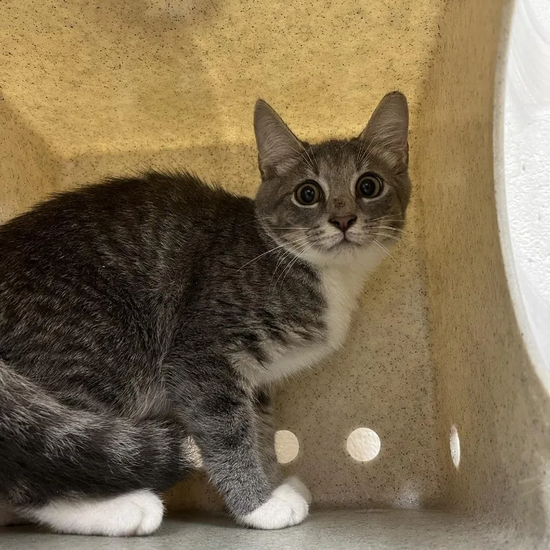 A baby small-sized male Gray / Blue / Silver Domestic Short Hair cat named Bolete for adoption in Lyndhurst, VA