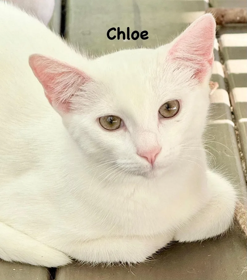 Chloe thumbnail 2