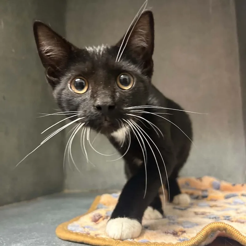 A baby small-sized male Black Domestic Short Hair cat named Leroy for adoption in Tyler, TX