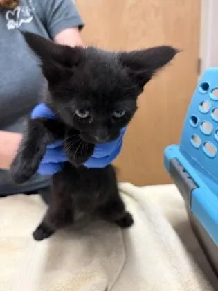 A baby medium-sized male Domestic Short Hair cat named Luffy for adoption in Sacramento, CA