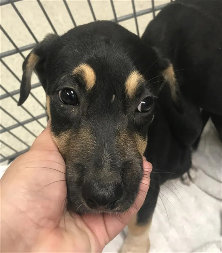 A baby small-sized female Labrador Retriever dog named Penny for adoption in Conroe, TX