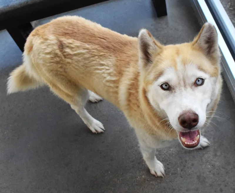 An adult large-sized female Husky dog named 22208 for adoption in Broken Arrow, OK