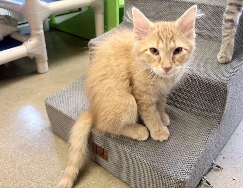 A baby small-sized male Tabby (Orange / Red) Domestic Long Hair cat named Joker for adoption in Columbus, IN