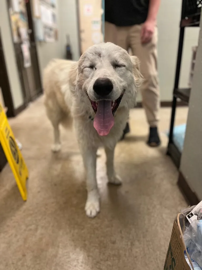 A young extra large-sized male Great Pyrenees dog named Teddy for adoption in New Braunfels, TX