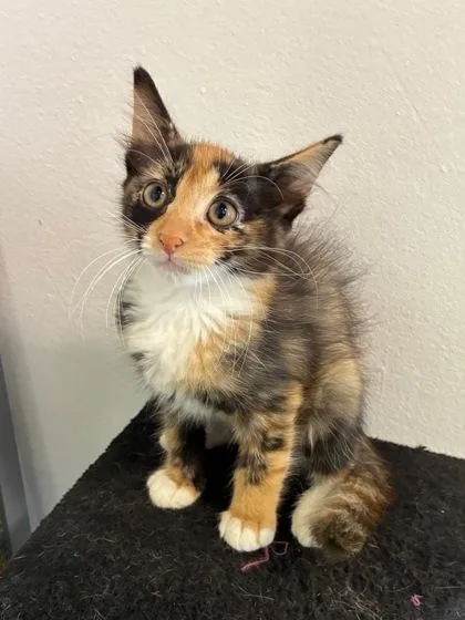 A baby small-sized female Domestic Short Hair cat named TBoz for adoption in New Orleans, LA