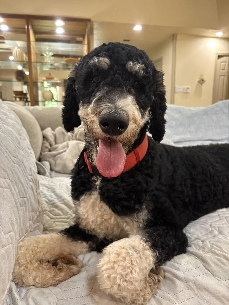 A young large-sized male Brown / Chocolate Poodle dog named Koshi for adoption in Shawnee, OK