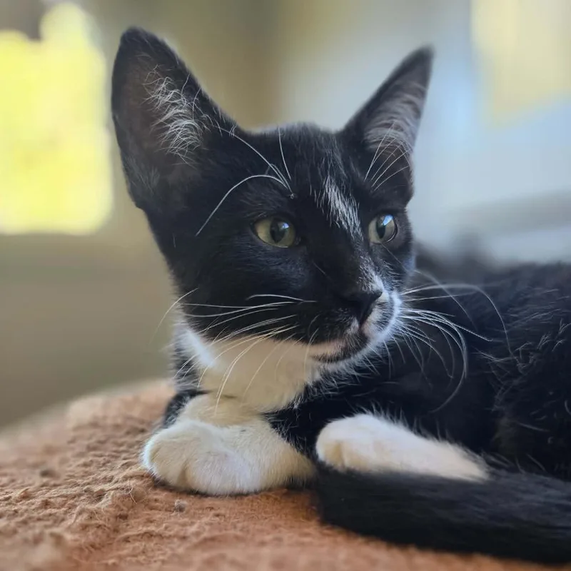 Godfrey gato