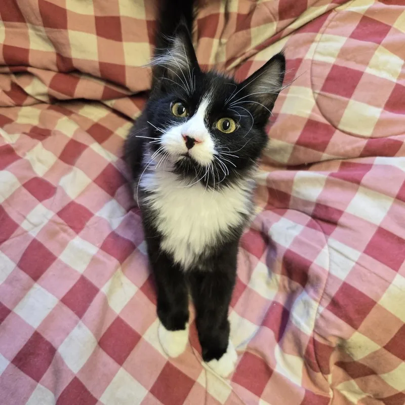 A baby small-sized male Black Domestic Long Hair cat named Figaro for adoption in Layton, UT