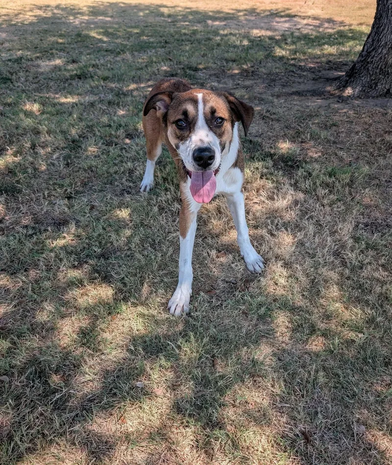 A young medium-sized male Australian Shepherd dog named Kale for adoption in Cleburne, TX