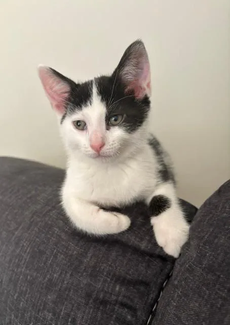 Cadbury