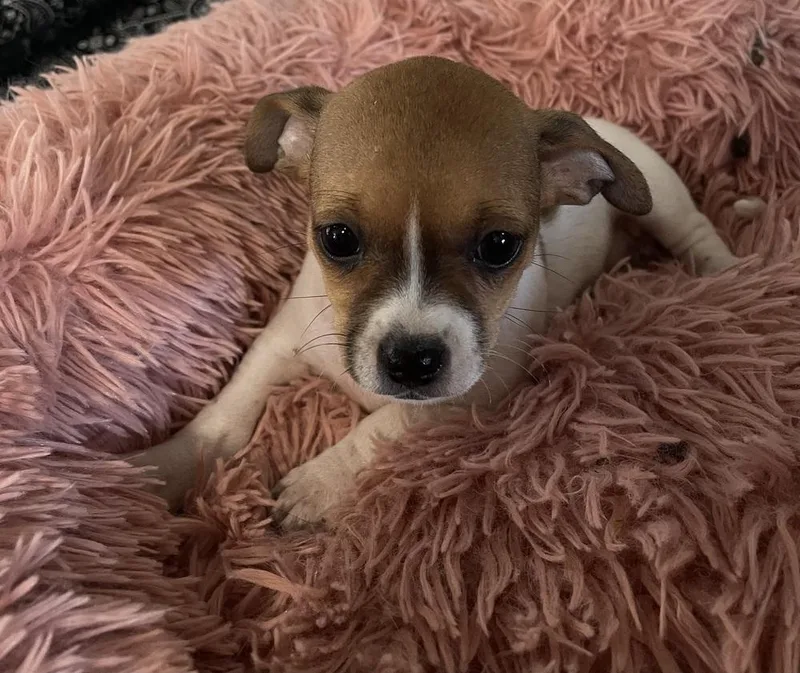 A baby small-sized female Tricolor (Brown, Black, & White) Chihuahua dog named Baby Ruth for adoption in Cedartown, GA