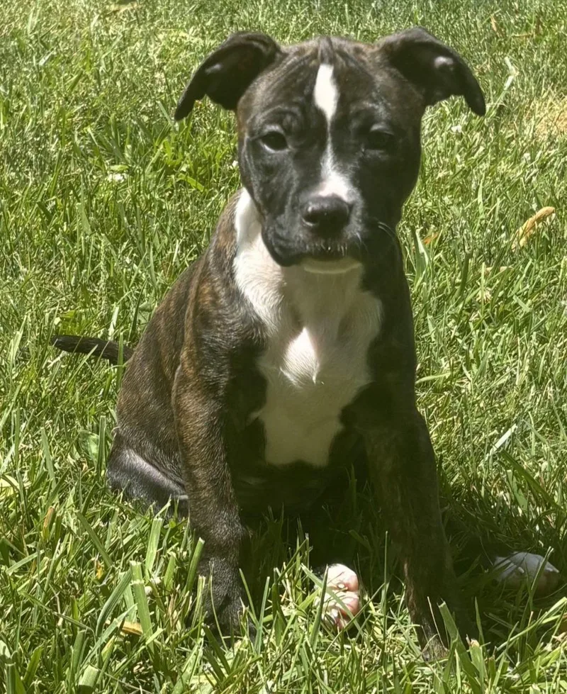 A baby large-sized female Pit Bull Terrier dog named St. Brownie for adoption in Oxford, MI