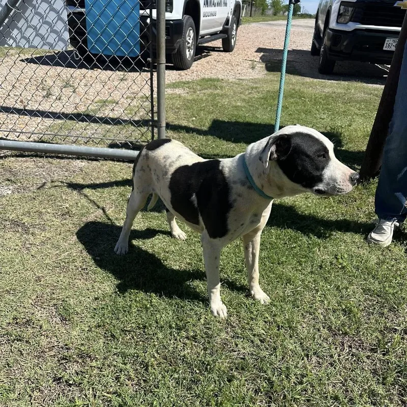 An adult large-sized male Black Mixed Breed dog named Lloyd for adoption in Austin, TX