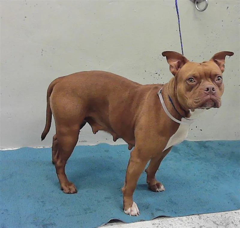 A young large-sized female Staffordshire Bull Terrier dog named Galleta for adoption in Houston, TX