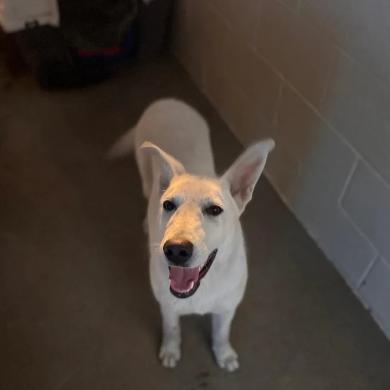 A young medium-sized female White / Cream German Shepherd Dog dog named Sheepy for adoption in Starkville, MS