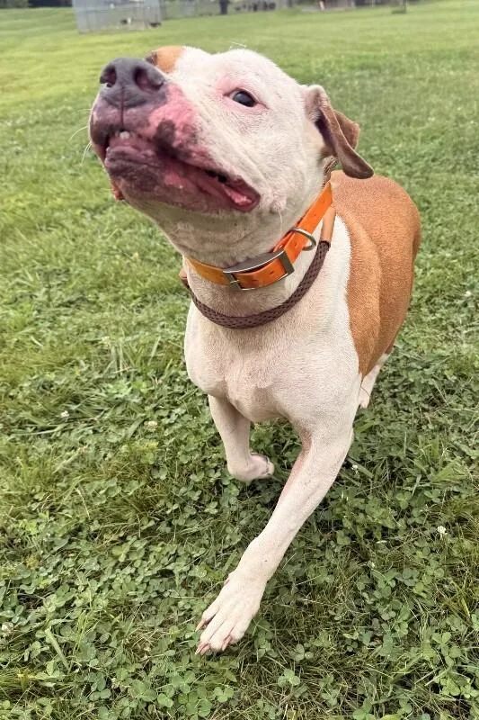 A senior medium-sized female Yellow / Tan / Blond / Fawn Pit Bull Terrier dog named Sugar for adoption in Maryville, TN