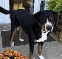 An adult large-sized female Greater Swiss Mountain Dog dog named Riggs for adoption in West Chester, PA