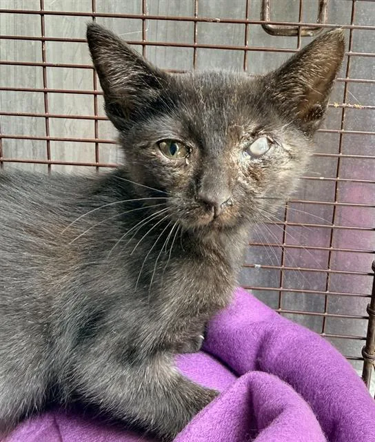A baby small-sized male Domestic Short Hair cat named Todd for adoption in San Antonio, TX
