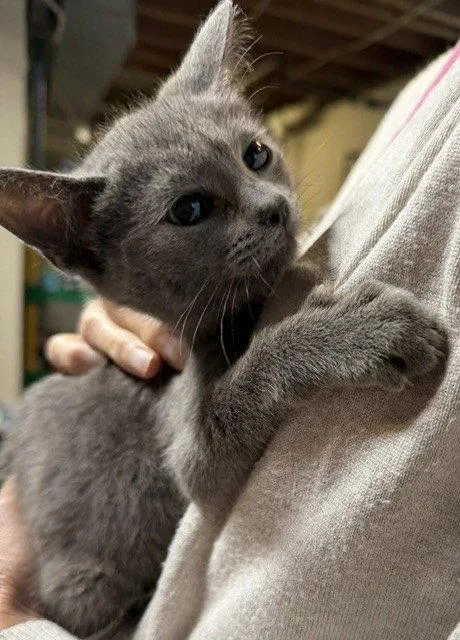 A young medium-sized male Gray / Blue / Silver Domestic Short Hair cat named Lloyd for adoption in Apollo, PA
