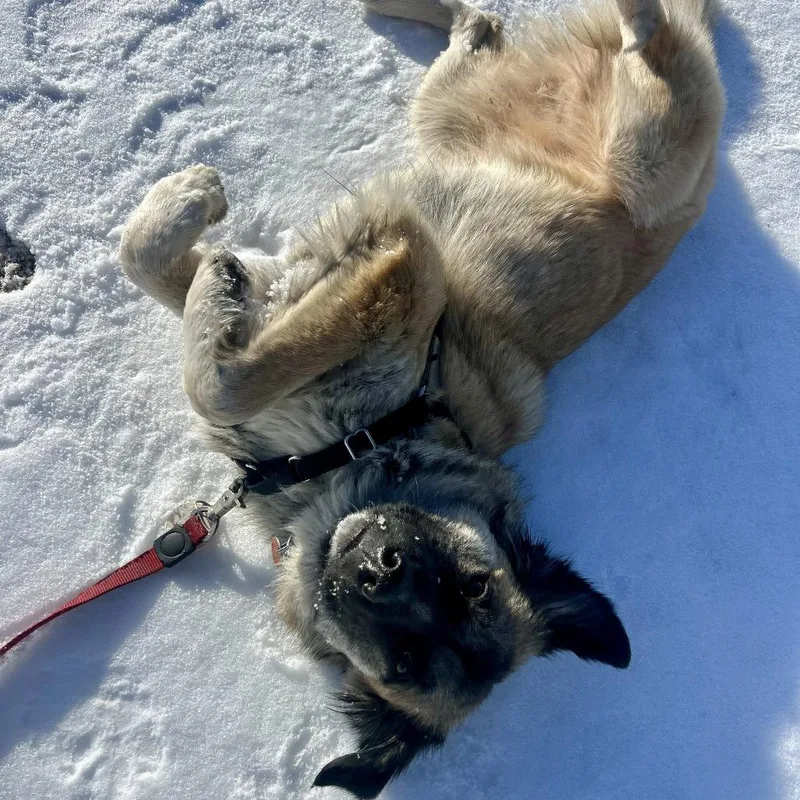 Dixie