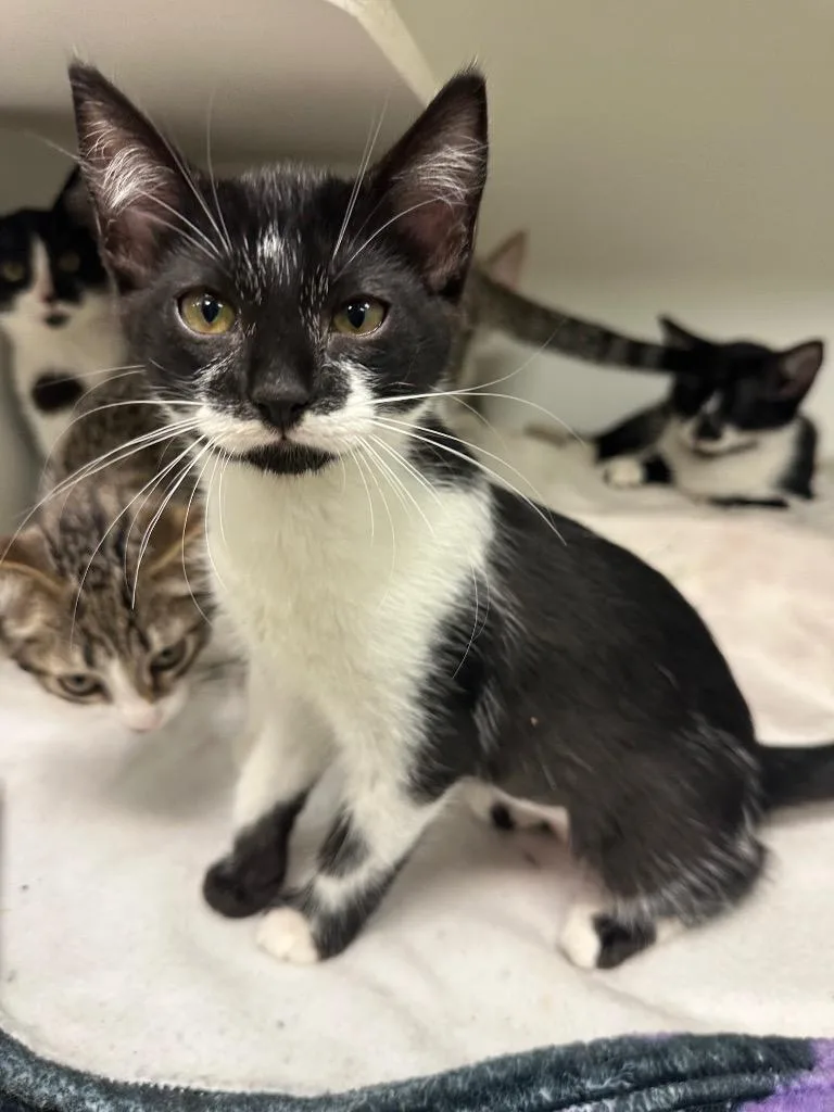 A baby medium-sized female Domestic Short Hair cat named Clove for adoption in Johnson City, TN