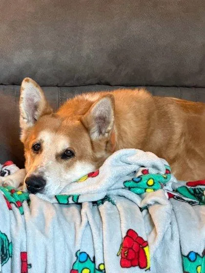 A senior large-sized male Shepherd dog named Yogi for adoption in Knoxville, TN