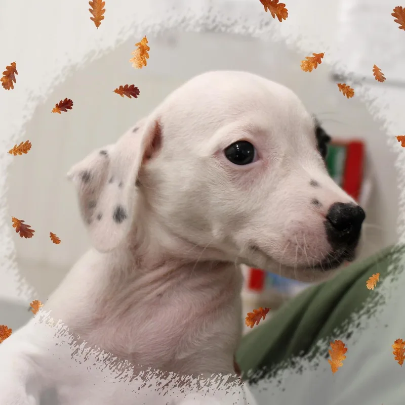 A baby medium-sized male White / Cream Mixed Breed dog named Johnny for adoption in Amelia, OH